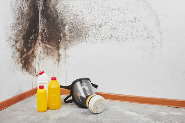 Best Post-Flood Mold Remediation in Alexandria, MN