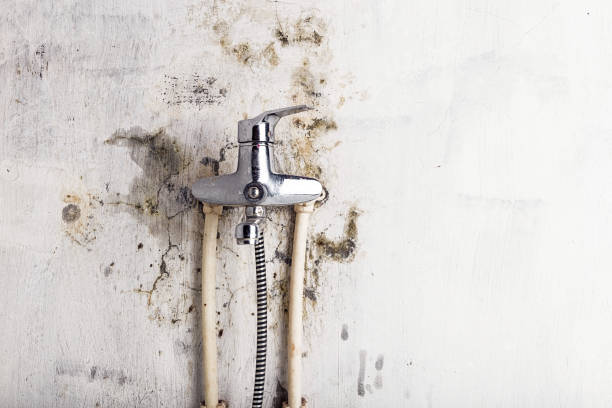 Best Residential Mold Remediation in Alexandria, MN