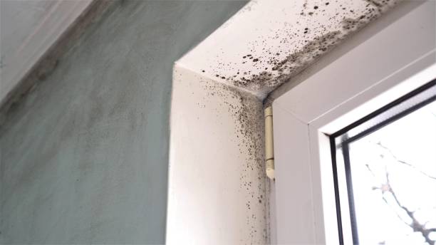 Best Bathroom Mold Remediation in Alexandria, MN