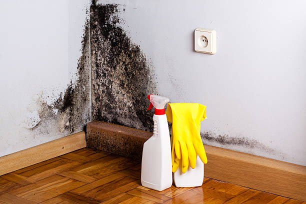 Best Kitchen Mold Remediation in Alexandria, MN
