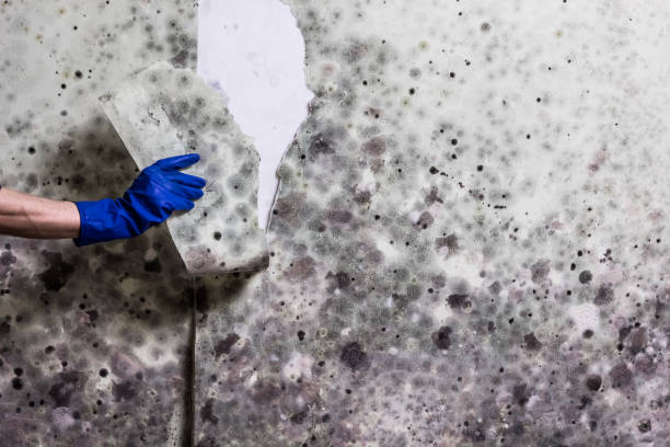 Best Emergency Mold Remediation in Alexandria, MN