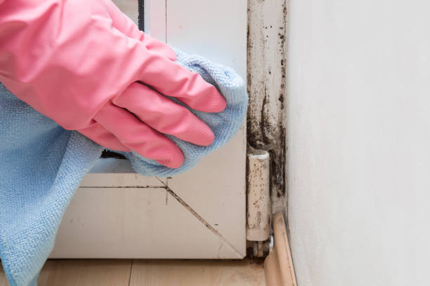 Best Commercial Mold Remediation in Alexandria, MN