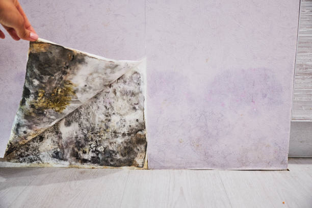 Reliable Alexandria, MN Mold Remediation Solutions
